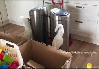 'Fierce' Cockatoo Takes on Tall Kitchen Bin