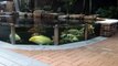 The World's Most Beautiful Koi Fish Pond