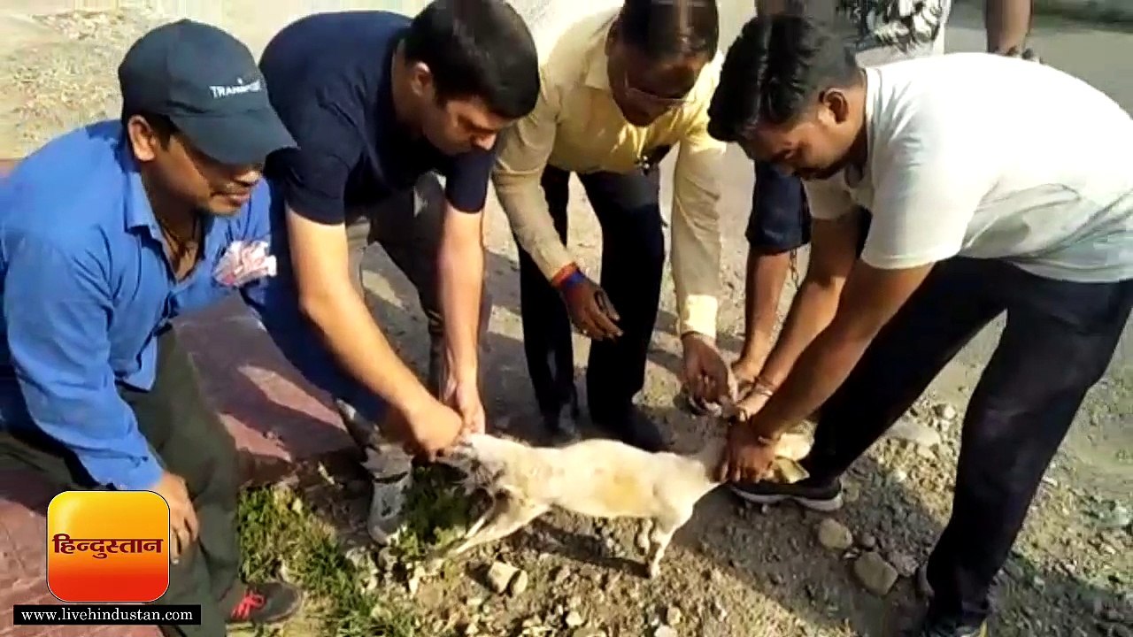 नगर निगम की टीम ने शहर में कुत्तों का किया वैक्सीनेशन