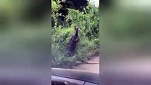Two monitor lizards face off by the roadside in Sukhothai Province, Thailand. Watch these two incredibly big lizards wrestle and hug it out. Who do you think is