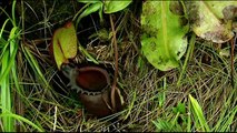 Carnivorous Plants | Nature - Planet Doc Full Documentaries