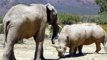 2 Rhinos vs 1 Elephant