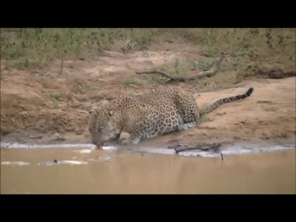 Leopard Vs Crocodile...!!!!