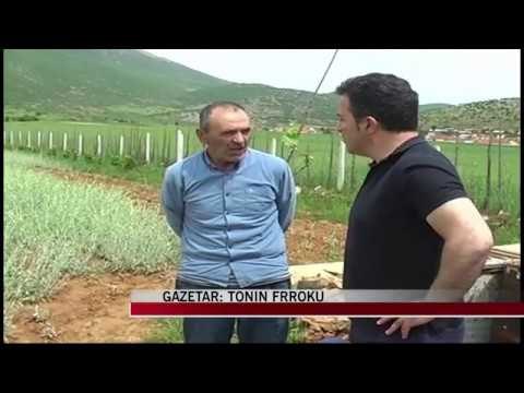 Kultivimi i çajit të malit - News, Lajme - Vizion Plus