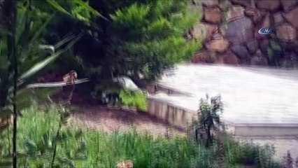 Yavrusu foseptik borusuna düşen anne kedinin çaresizliği yürek sızlattı