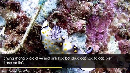 5 sinh vật sở hữu khả năng tái tạo thần kì, chặt lìa chỗ nào mọc lại chỗ đó