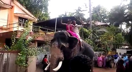 Funny Indian wedding Celeberations with Big Elephant...!!!!