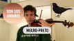 Imitando os sons dos animais com um violino
