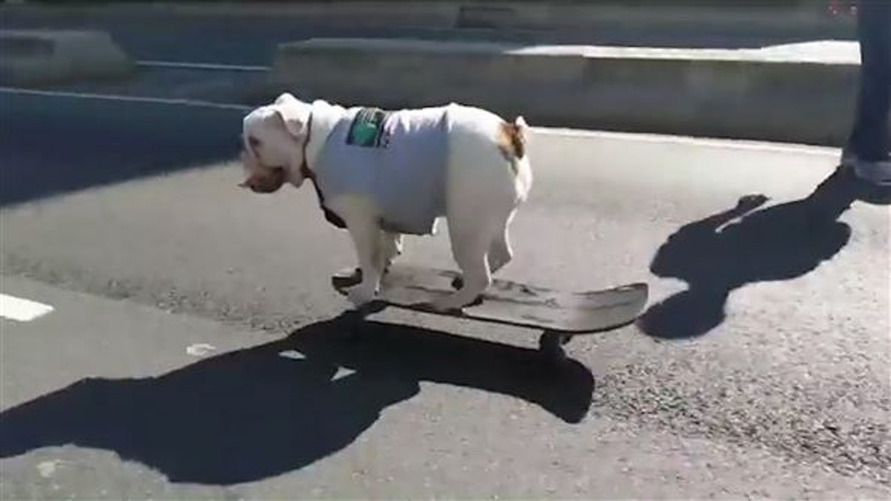 Tierischer Sportler: Hund 'skatet' Gassi