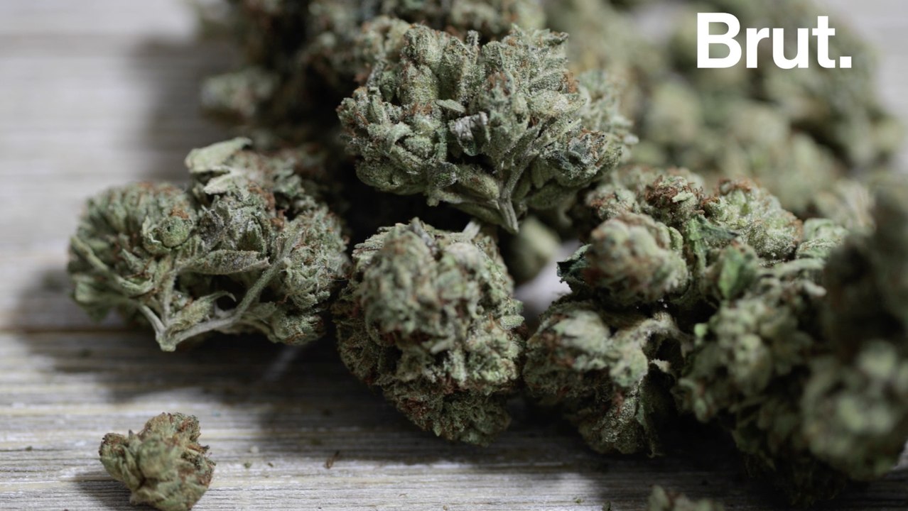 La Creuse veut expérimenter le cannabis thérapeutique