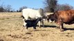 cow vs goat crazy fight let see who win 2018