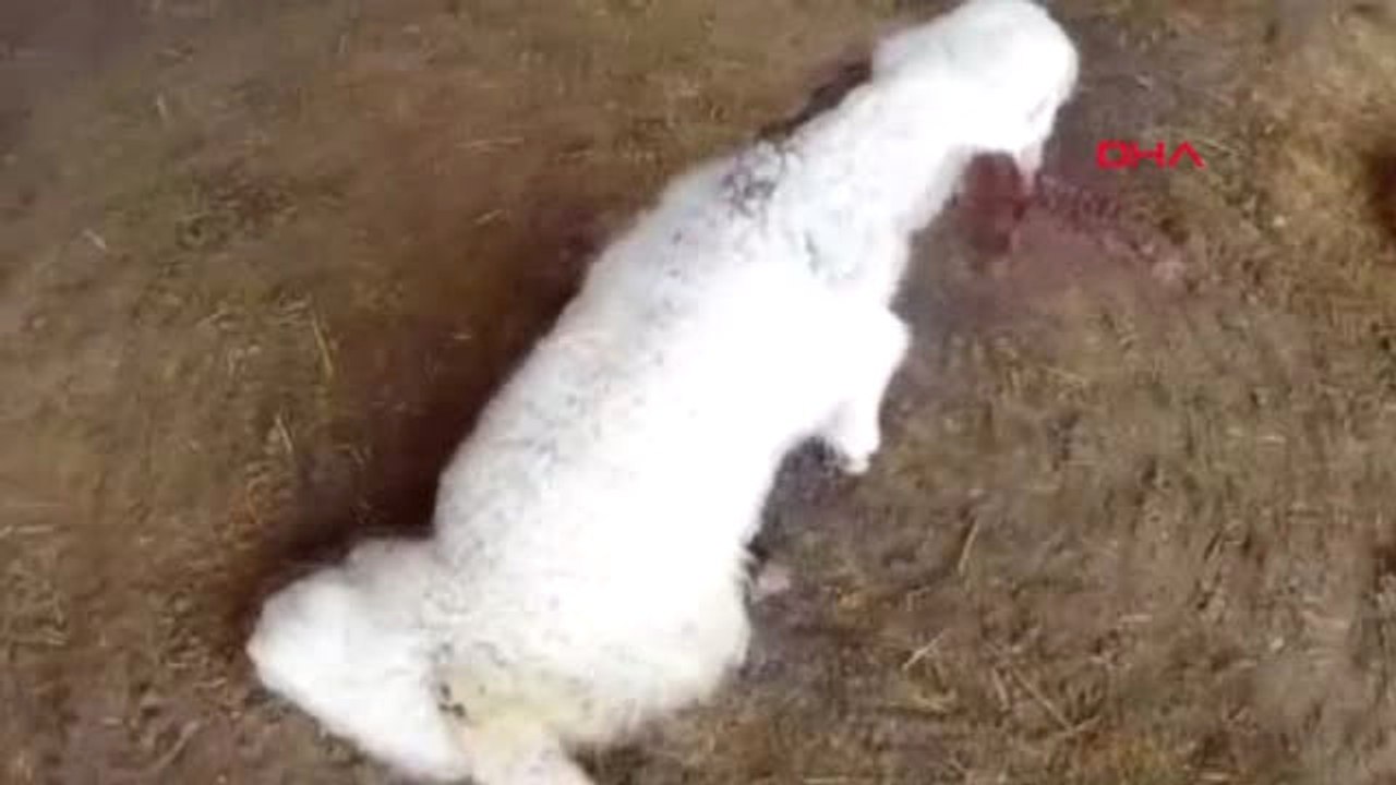 Mardin 'Hayat Tamircisi' Bu Kez Felçli Kuzuya Yürüteç Yaptı