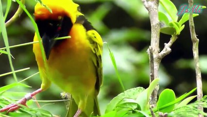 Chim rồng rộc mẹ bất lực đứng nhìn rắn độc từ từ chui vào tổ