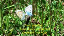 Deux papillons  Azure bleu s'accouplent Spectacle splendide 