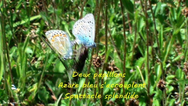 Deux papillons Azure bleu s'accouplent Spectacle splendide 