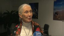 Jane Goodall: An die Konsequenzen unserer Entscheidungen zu denken wird die Welt verbessern