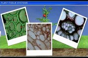 (4)CBSE Class 11 Biology, Anatomy of Flowering Plants – 4, Plant Tissue Systems
