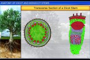 (6)CBSE Class 11 Biology, Anatomy of Flowering Plants – 6, Anatomy of Dicot and Monocot Stems