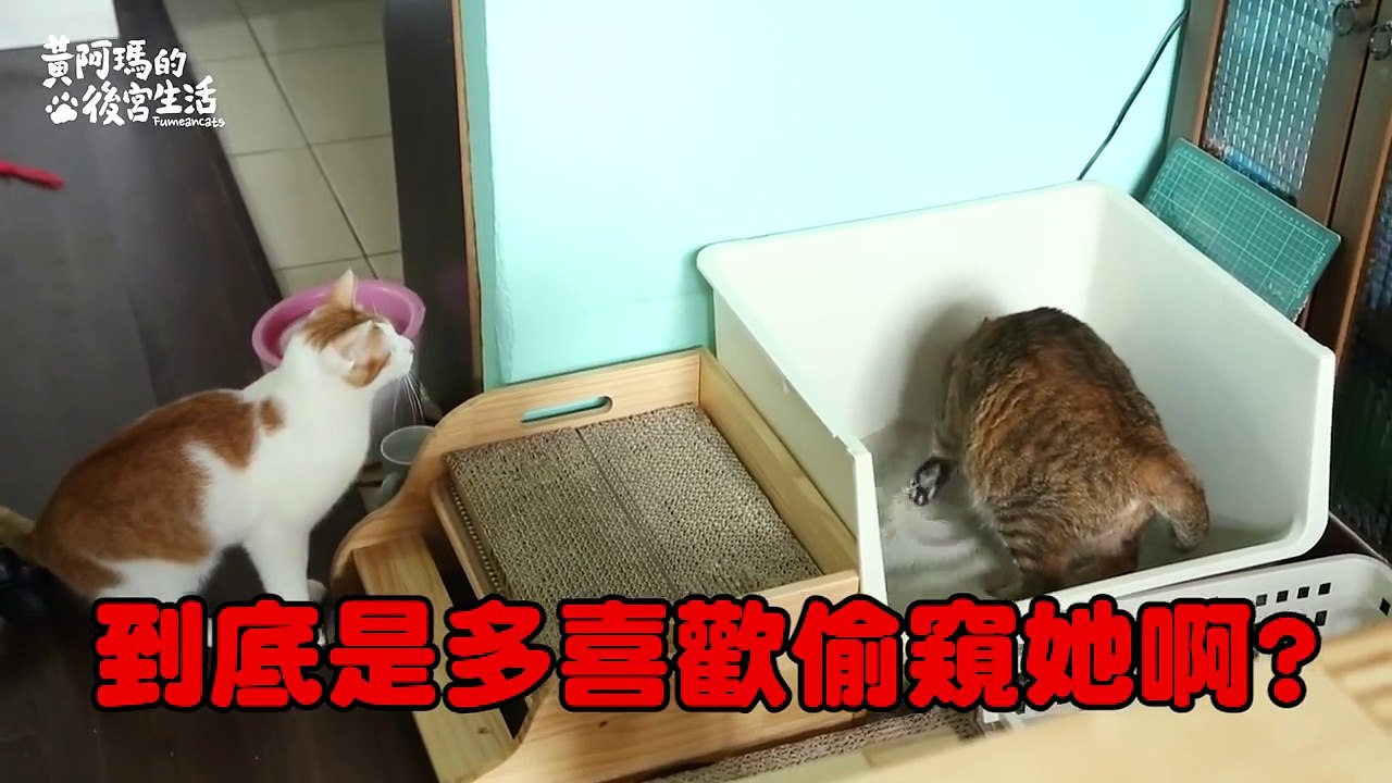【黃阿瑪的後宮生活】浣腸的6個怪行為！