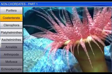 (2)CBSE Class 11 Biology, Animal Kingdom – 2, Non-chordates - I