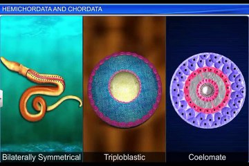 (4)CBSE Class 11 Biology, Animal Kingdom – 4, Hemichordata and Chordata
