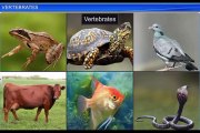 (5)CBSE Class 11 Biology, Animal Kingdom – 5, Vertebrates