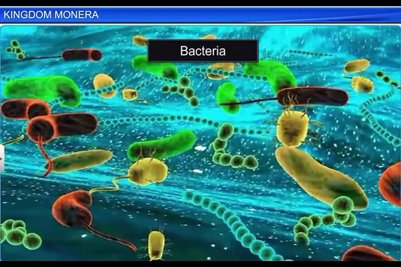 (2)CBSE Class 11 Biology, Biological Classification – 2, kingdom Monera