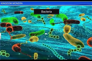 (2)CBSE Class 11 Biology, Biological Classification – 2, kingdom Monera