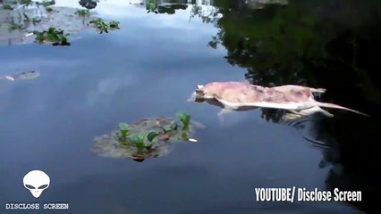 'MUTANT CREATURE' DISCOVERED WITH HEAD OF PIG AND HUMAN HANDS