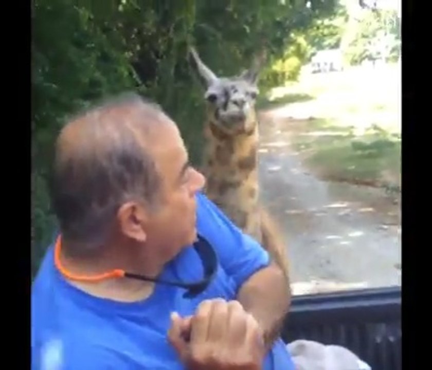 You don't mess with the animals!