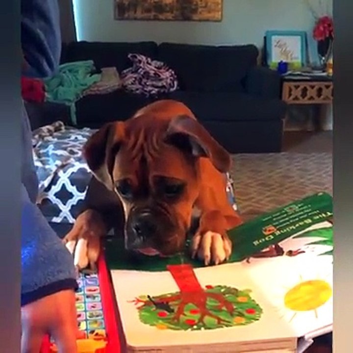 What scares your dog