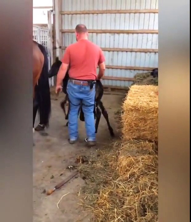 animal snuggles and hugs