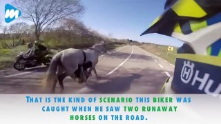 Biker Saves Runaway Horse