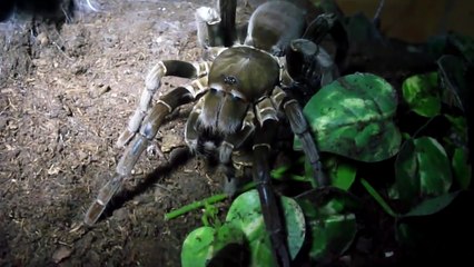 10 Grootste Spinnen ter Wereld!