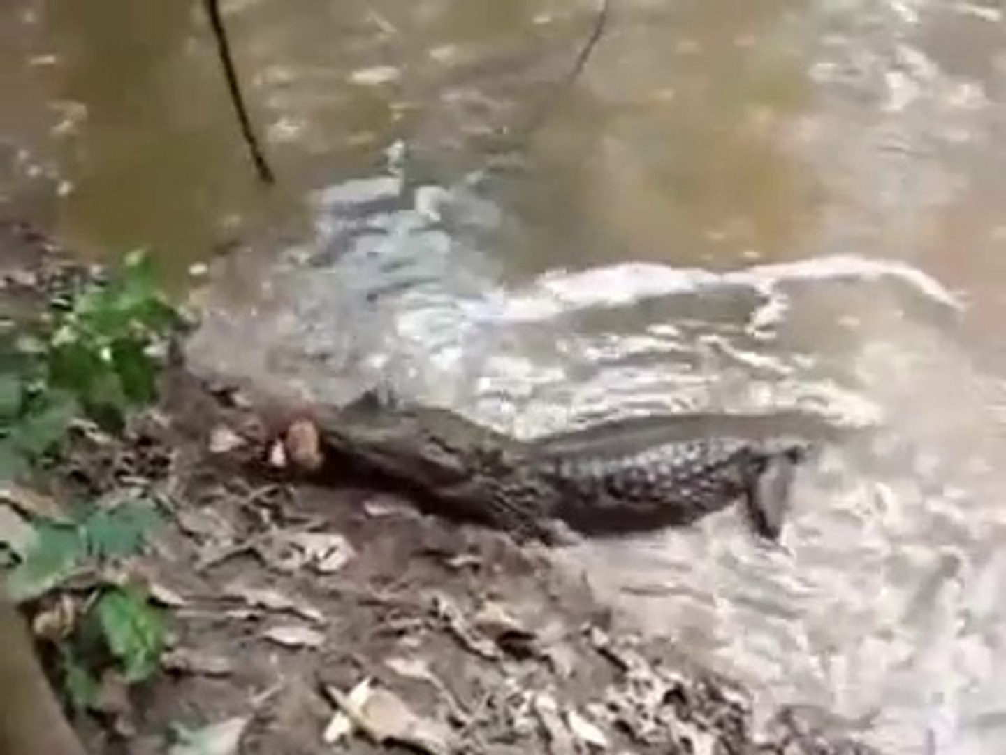 Anguila Electrica Electrocuta A Caiman Hasta Matarlo Video Dailymotion