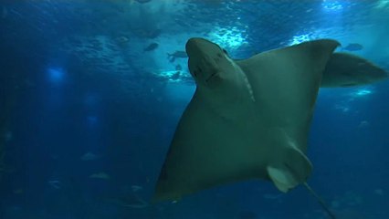 Oceanário de Lisboa celebra 20º aniversário
