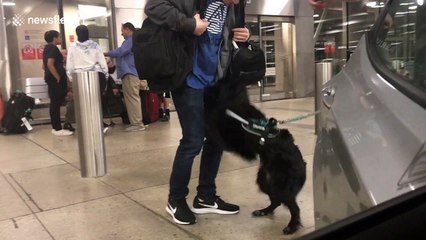 US airman reunites with dog after two years apart