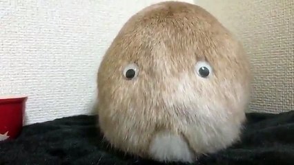 Googly Eyes sur un lapin