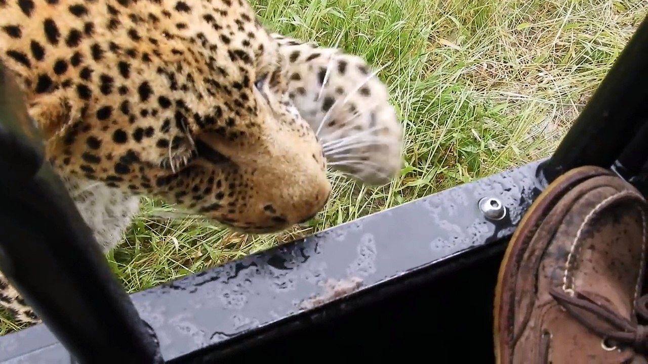 Un léopard croque la chaussure d'un touriste