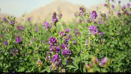 Iran - Hormozgan - Landscapes & Nature