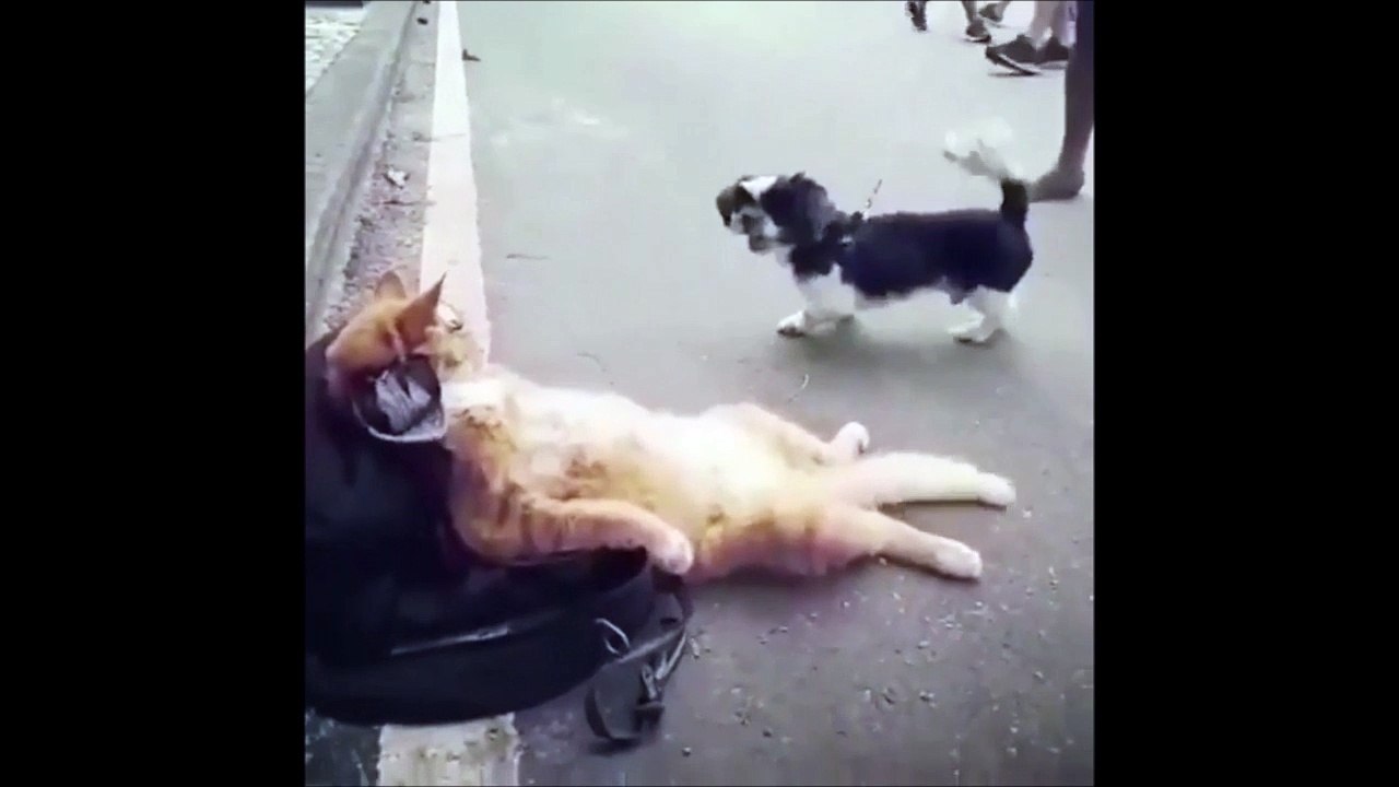 Ce chat est posé, tranquille et rien ne peut le déranger, même pas un chien