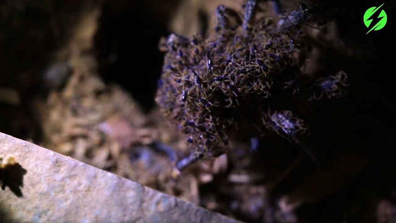 Cette maman araignée transporte un millier de bébés araignées sur son dos