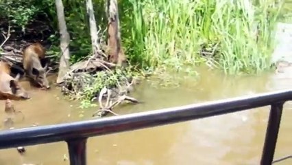 CERDO FUE DEVORADO POR CAIMAN POR CULPA DE TURISTAS