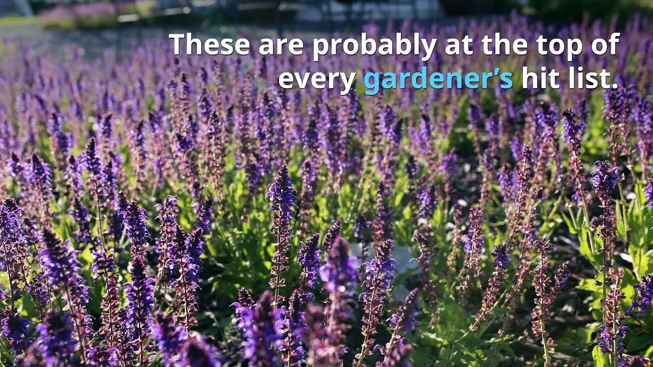 Common garden Pests