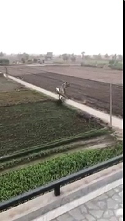 Big_Dinosaur_and_real_Dinosaur_in_India