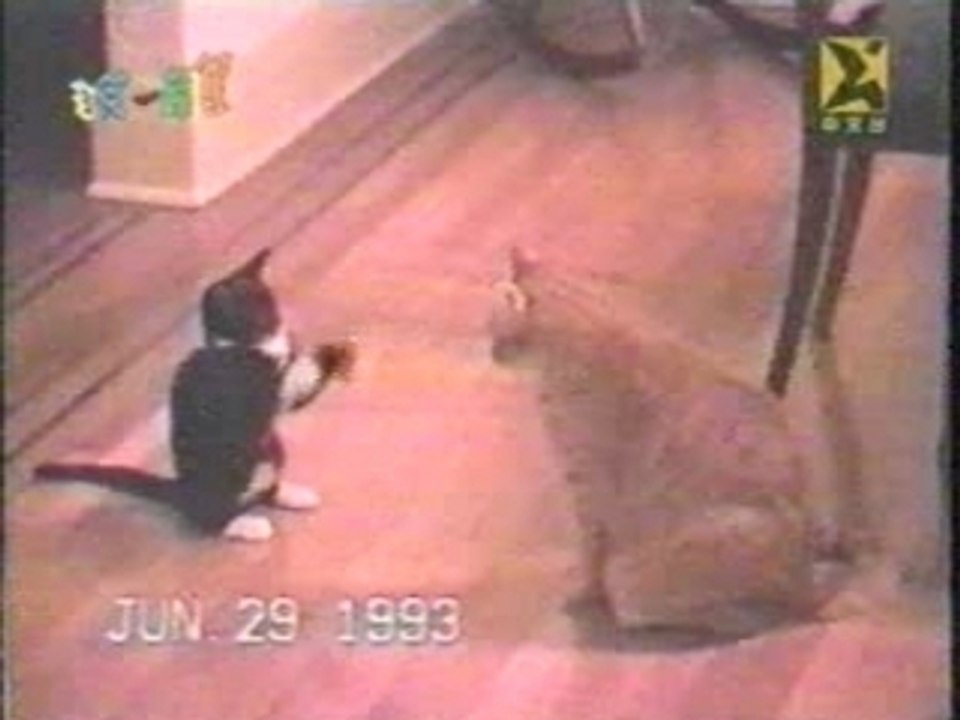 WHY SUMO IS BETTER THAN KARATE