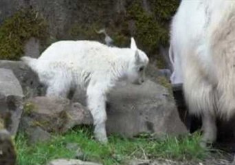 Oregon Zoo Welcomes Newborn Mountain Goat, And He's Already on The Go