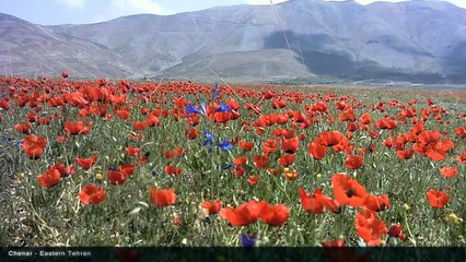 Iran - Tehran - Landscapes & Nature