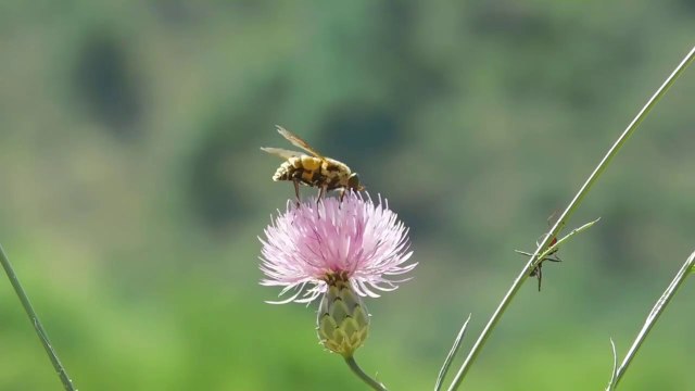 sonidos de la naturaleza el canto de los pajaros ,sonidos de agua y musica
