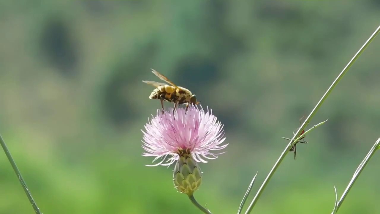 sonidos de la naturaleza el canto de los pajaros ,sonidos de agua y musica